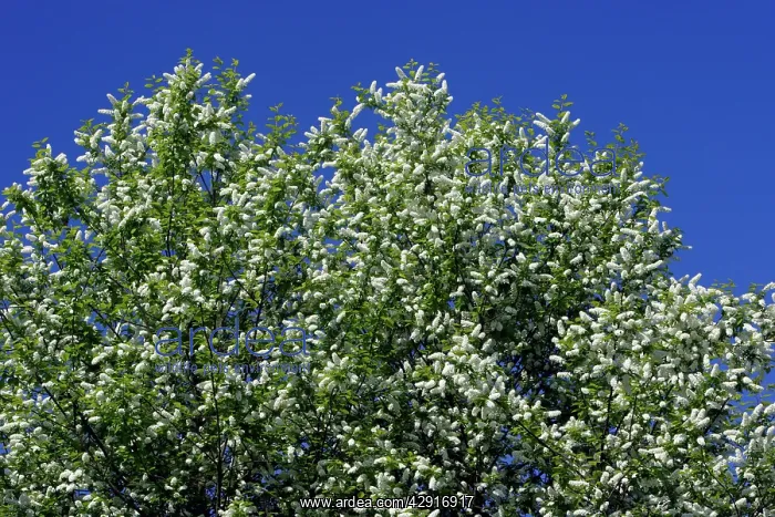 : Bird Cherry Blossom : Bird Cherry Blossom