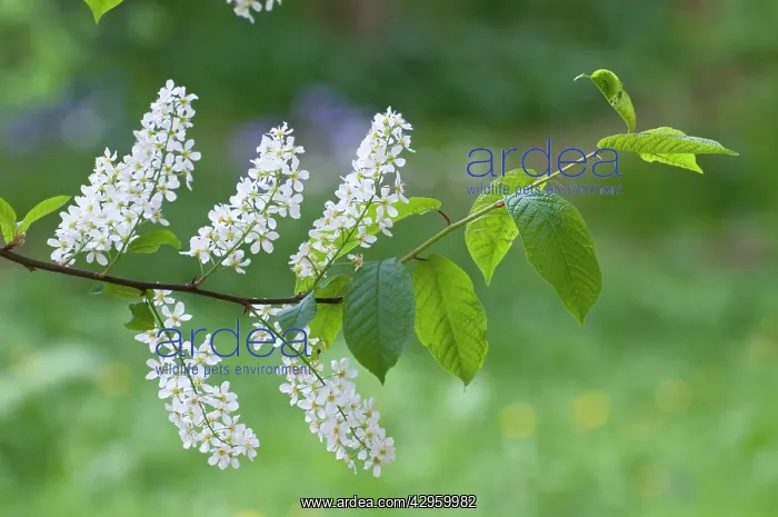 : Bird Cherry - close up of flowers and leaves : Bird Cherry - close up of flowers and leaves