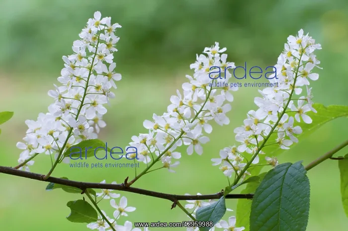 : Bird Cherry - close up of flowers and leaves : Bird Cherry - close up of flowers and leaves