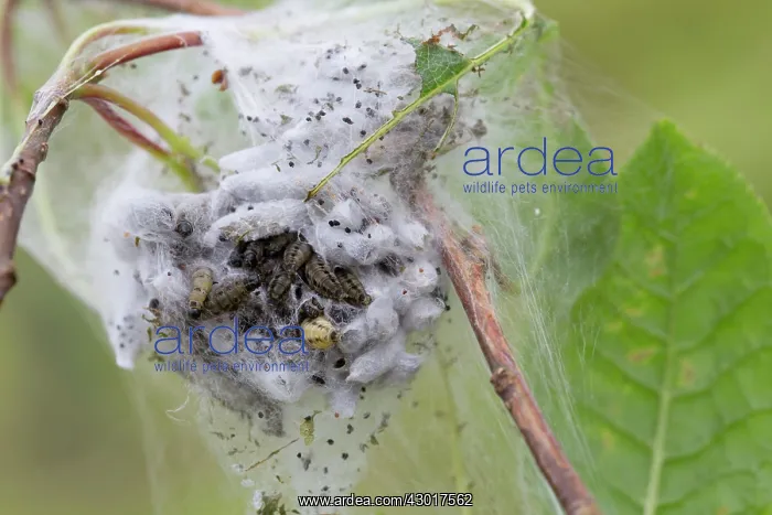 : Bird Cherry Ermine Moth Caterpillar army : Bird Cherry Ermine Moth Caterpillar army
