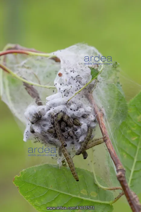 : Bird Cherry Ermine Moth Caterpillar army : Bird Cherry Ermine Moth Caterpillar army