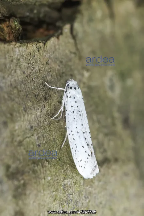  : Bird-cherry Ermine Moth, Norfolk UK