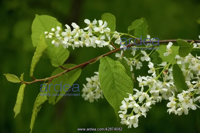: Bird cherry - in flower, spring : Bird cherry - in flower, spring