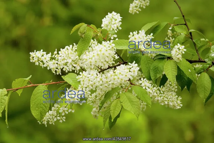 : Bird cherry - in flower, woodland edge : Bird cherry - in flower, woodland edge
