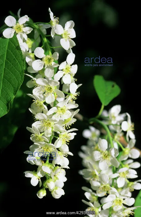 : Bird cherry flowering - typical plant on banks : Bird cherry flowering - typical plant on banks