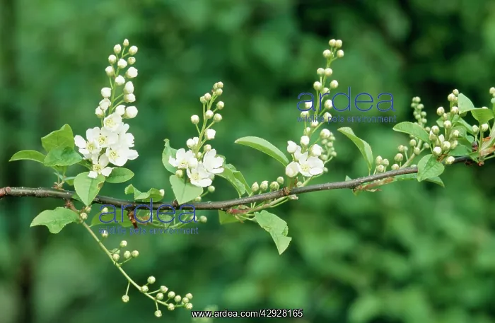 : Bird Cherry Flowers : Bird Cherry Flowers
