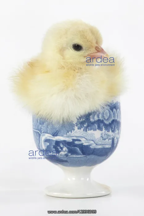 : BIRD. Chicken chick, 1 day old in an egg cup, studio : BIRD. Chicken chick, 1 day old in an egg cup, studio