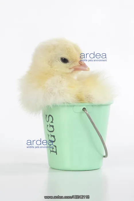 : BIRD. Chicken chick, 1 day old in an egg cup, studio : BIRD. Chicken chick, 1 day old in an egg cup, studio
