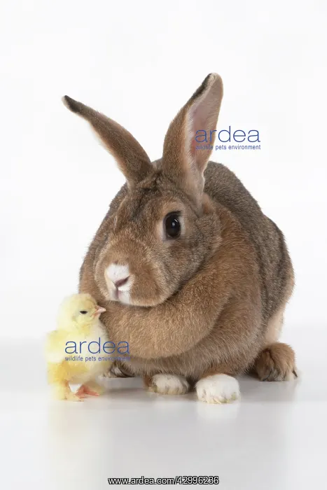 : BIRD. Chicken chick, 1 day old, with a rabbit : BIRD. Chicken chick, 1 day old, with a rabbit