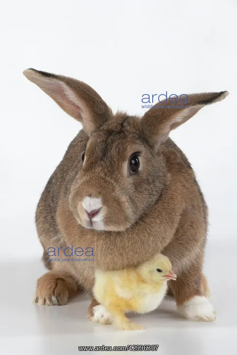 : BIRD. Chicken chick, 1 day old, with a rabbit : BIRD. Chicken chick, 1 day old, with a rabbit