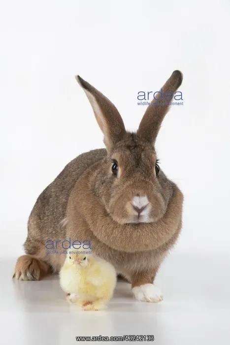 : BIRD. Chicken chick, 1 day old, with a rabbit : BIRD. Chicken chick, 1 day old, with a rabbit