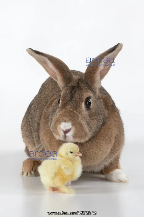 : BIRD. Chicken chick, 1 day old, with a rabbit : BIRD. Chicken chick, 1 day old, with a rabbit