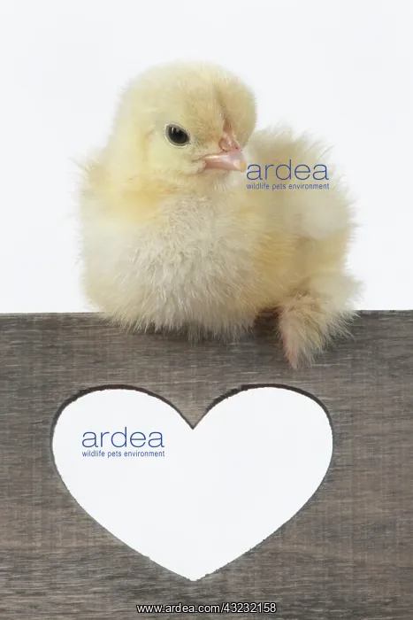 : BIRD. Chicken chick, 1 day old, sitting on wooden : BIRD. Chicken chick, 1 day old, sitting on wooden