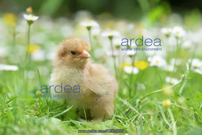 : BIRD. Chicken chick, in grass with buttercups and daisies : BIRD. Chicken chick, in grass with buttercups and daisies