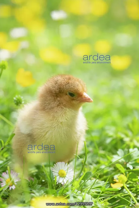 : BIRD. Chicken chick, in grass with buttercups and daisies : BIRD. Chicken chick, in grass with buttercups and daisies