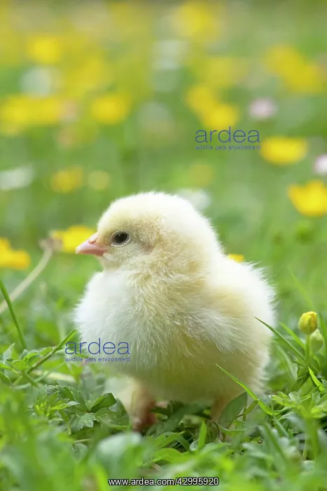 : BIRD. Chicken chick, in grass with buttercups and daisies : BIRD. Chicken chick, in grass with buttercups and daisies