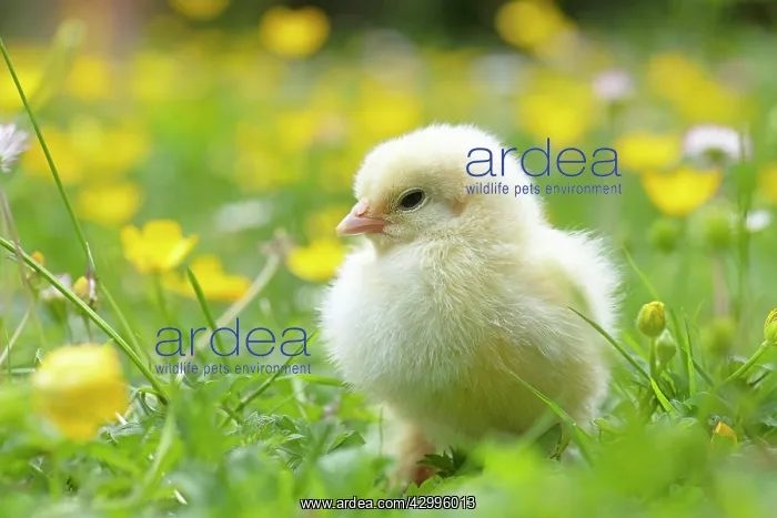 : BIRD. Chicken chick, in grass with buttercups and daisies : BIRD. Chicken chick, in grass with buttercups and daisies