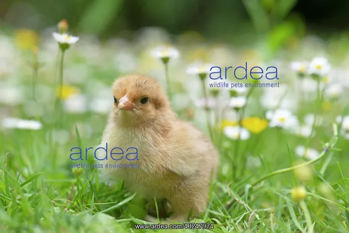 : BIRD. Chicken chick, in grass with buttercups and daisies : BIRD. Chicken chick, in grass with buttercups and daisies