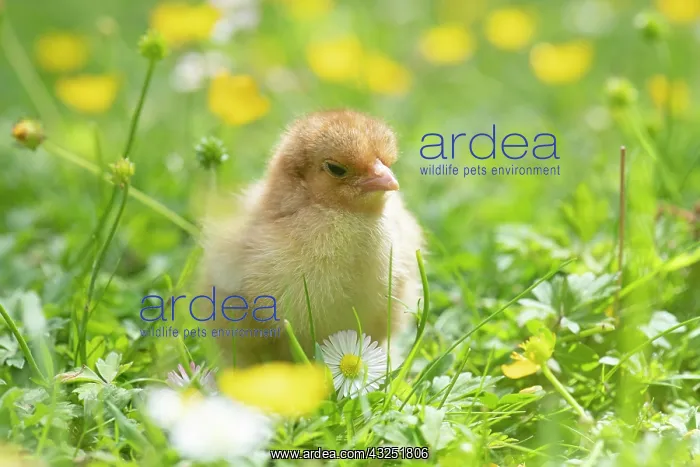 : BIRD. Chicken chick, in grass with buttercups and daisies : BIRD. Chicken chick, in grass with buttercups and daisies