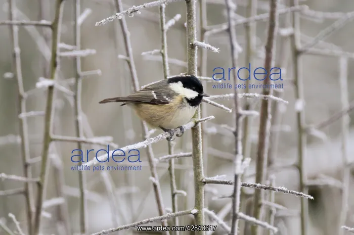  : BIRD. Coal tit