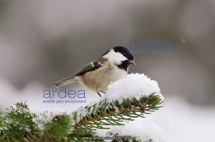  : BIRD. Coal tit