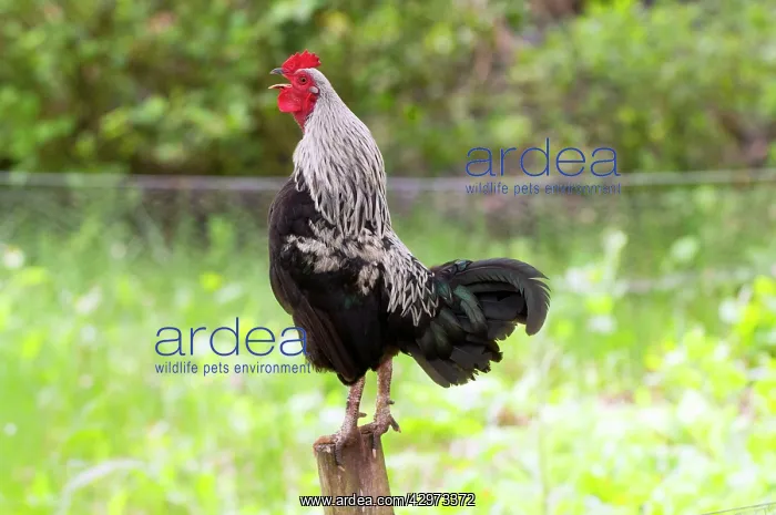 : BIRD - Cockerel Crowing : BIRD - Cockerel Crowing