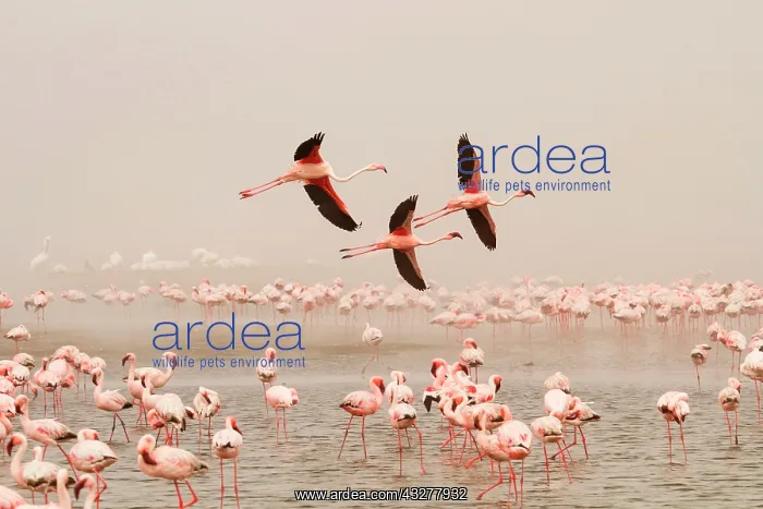  : Bird colony with Lesser flamingos (Phoeniconaias