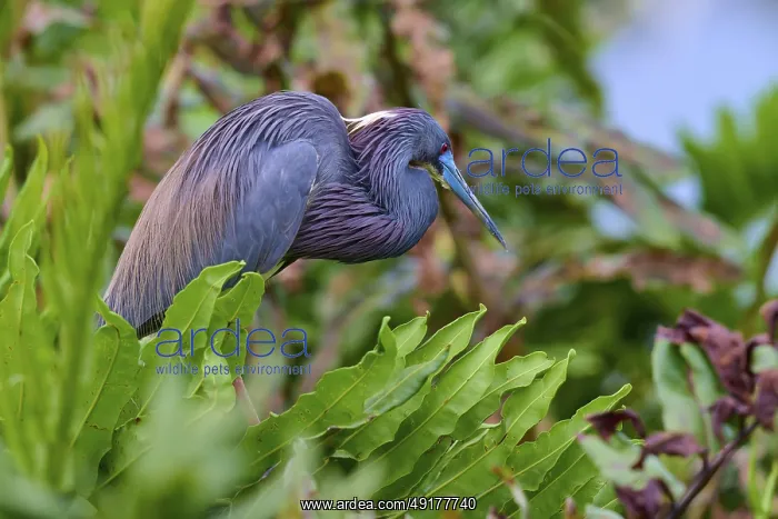 : Bird with colourful feathers among dense plants in nature : Bird with colourful feathers among dense plants in nature