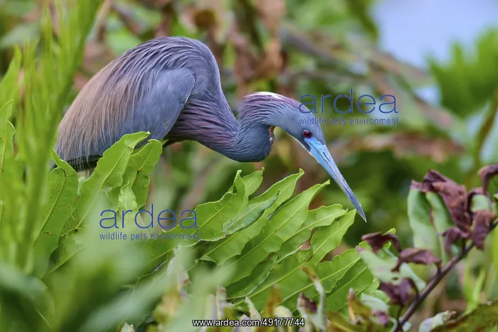 : Bird in crouched position between plants : Bird in crouched position between plants