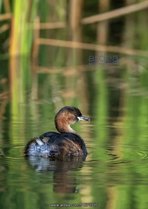 : BIRD. Dabchick / Little grebe, on water with reflection : BIRD. Dabchick / Little grebe, on water with reflection