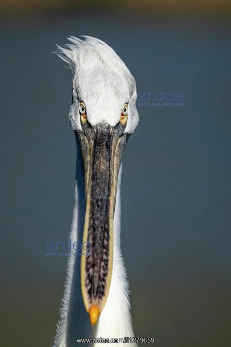 : BIRD Dalmatian Pellican, head / portrait : BIRD Dalmatian Pellican, head / portrait