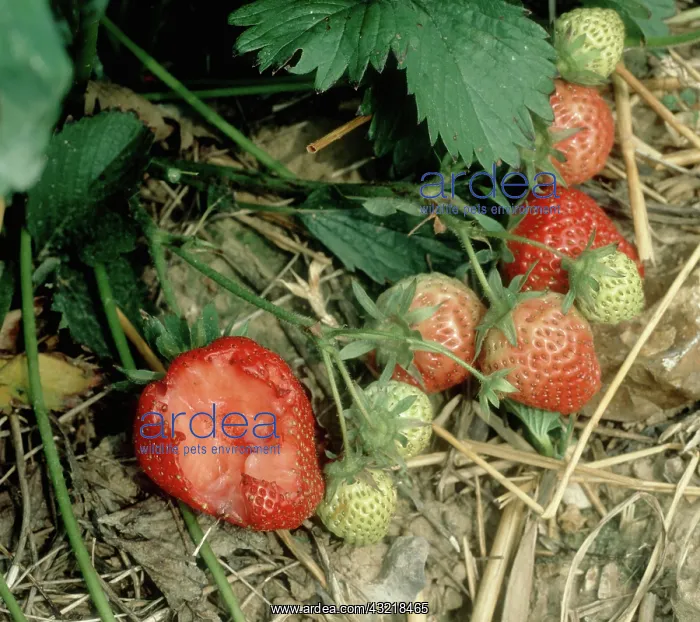 : Bird damaged strawberries : Bird damaged strawberries