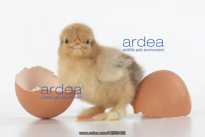 : BIRD, one day old chick, chicken, with egg shells : BIRD, one day old chick, chicken, with egg shells