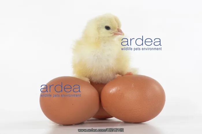 : BIRD, one day old chick, chicken, sitting on eggs : BIRD, one day old chick, chicken, sitting on eggs