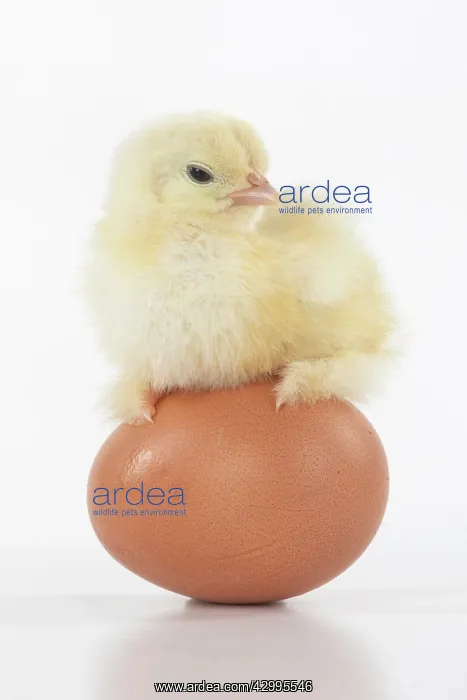  : BIRD, one day old chick, chicken, standing on an