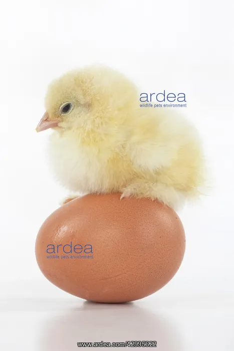 : BIRD, one day old chick, chicken, standing on an : BIRD, one day old chick, chicken, standing on an
