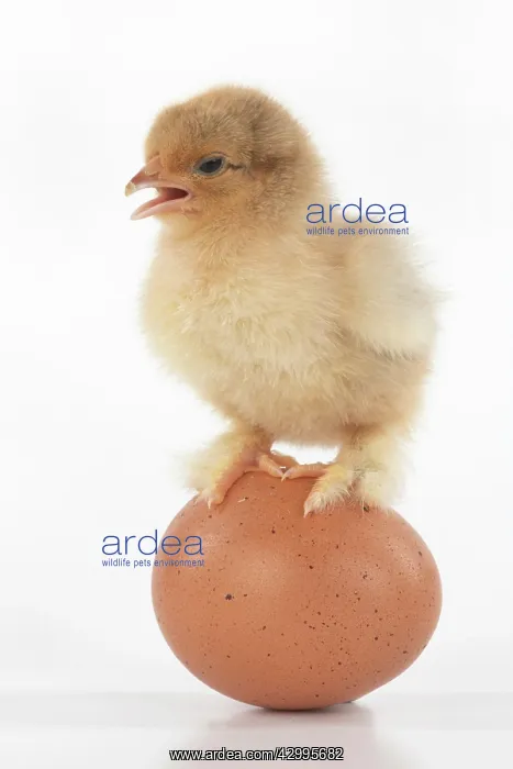 : BIRD, one day old chick, chicken, standing on an : BIRD, one day old chick, chicken, standing on an