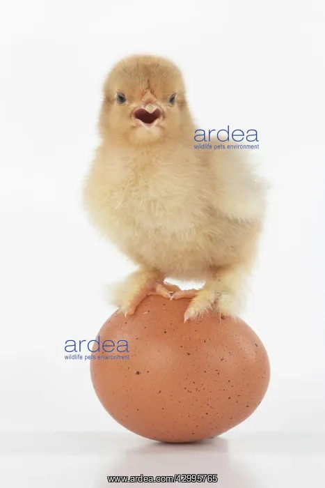 : BIRD, one day old chick, chicken, standing on an : BIRD, one day old chick, chicken, standing on an