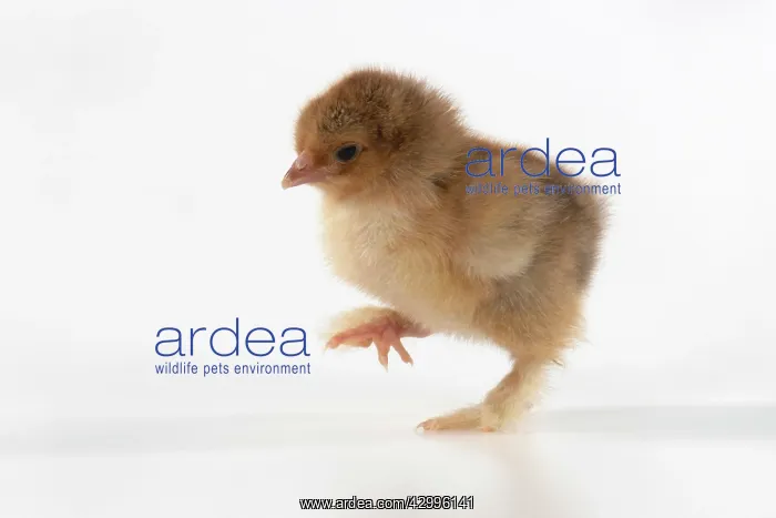 : BIRD, one day old chick, walking, foot up, on white : BIRD, one day old chick, walking, foot up, on white