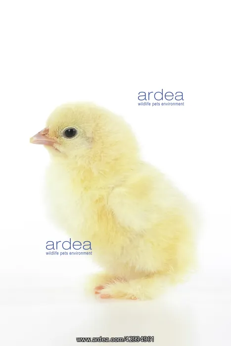  : BIRD, one day old chick, , on white background, studio