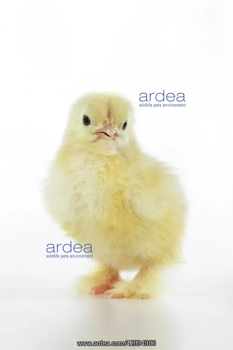 : BIRD, one day old chick, , on white background, studio : BIRD, one day old chick, , on white background, studio
