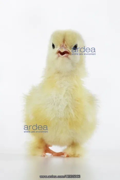 : BIRD, one day old chick, , on white background, studio : BIRD, one day old chick, , on white background, studio