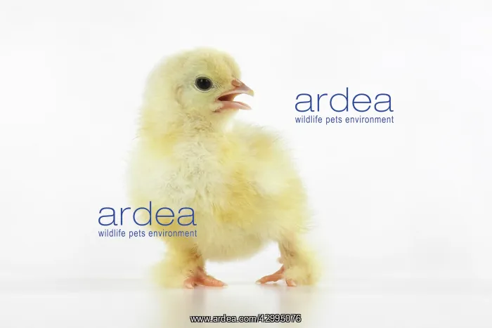  : BIRD, one day old chick, , on white background, studio