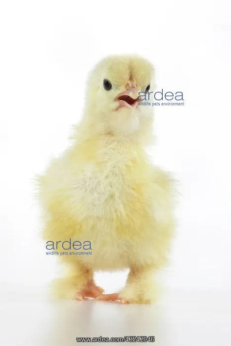 : BIRD, one day old chick, , on white background, studio : BIRD, one day old chick, , on white background, studio