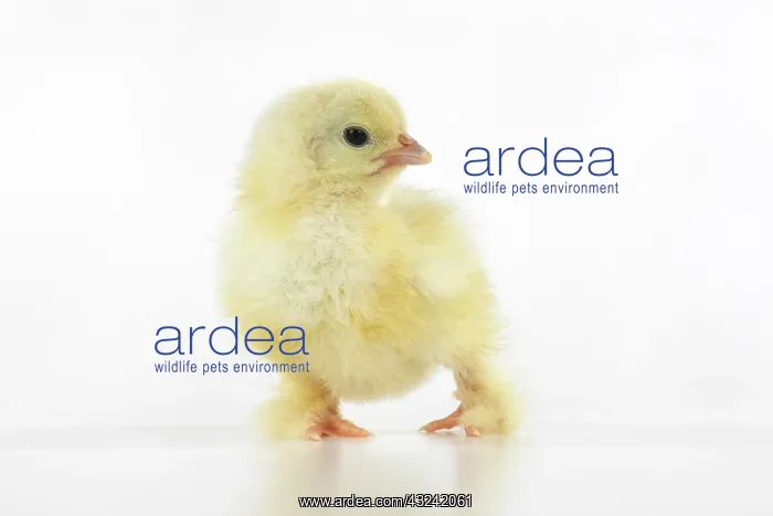 : BIRD, one day old chick, , on white background, studio : BIRD, one day old chick, , on white background, studio