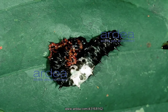  : Bird Dropping Mimic