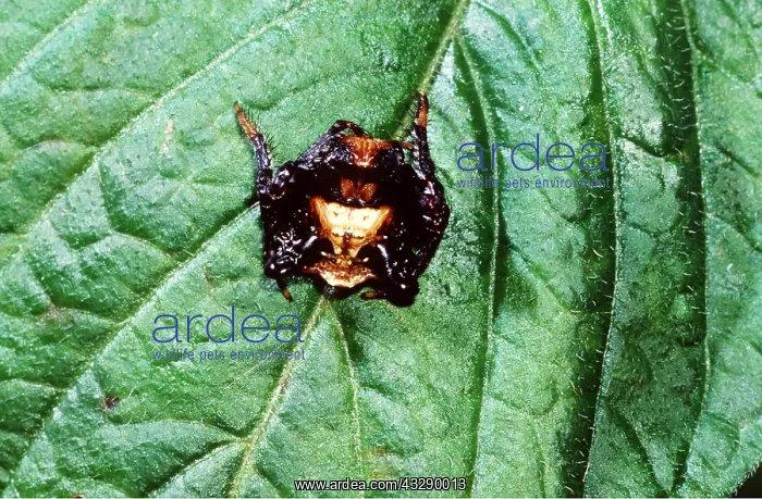 : Bird Dropping Mimicking Spider : Bird Dropping Mimicking Spider