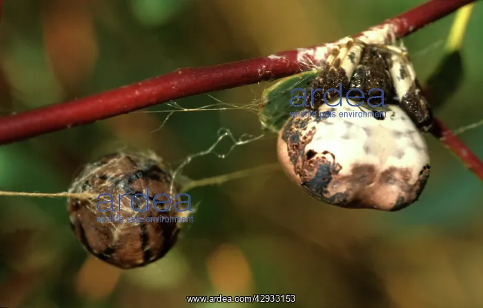 : Bird-dropping spider - with egg-sac : Bird-dropping spider - with egg-sac