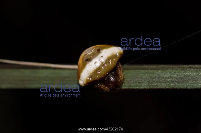 : Bird Dropping Spider on leaf - Saba, Bali, Indonesia : Bird Dropping Spider on leaf - Saba, Bali, Indonesia