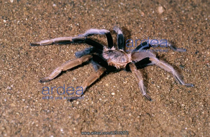 : BIRD-EATING / TARANTULA SPIDER : BIRD-EATING / TARANTULA SPIDER